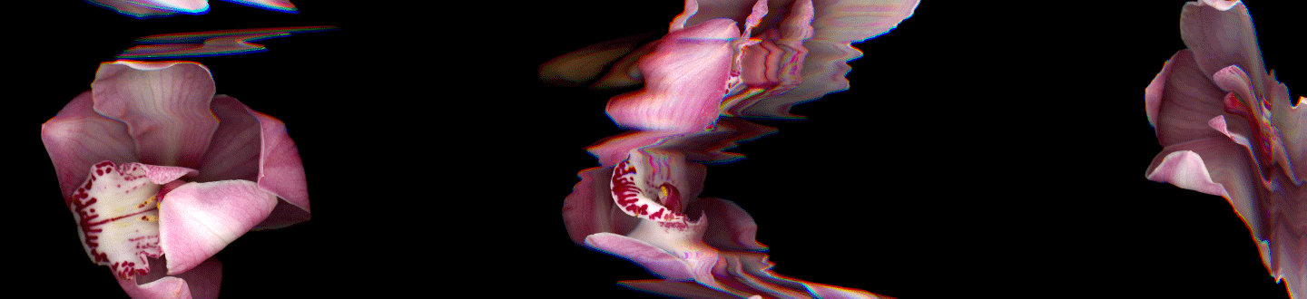 distorted pink orchids, as if screen is glitching
