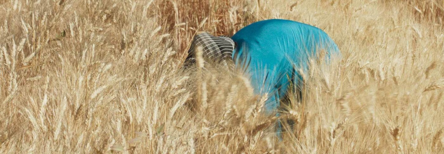 A blue clothed figure bends over in a golden wheat field
