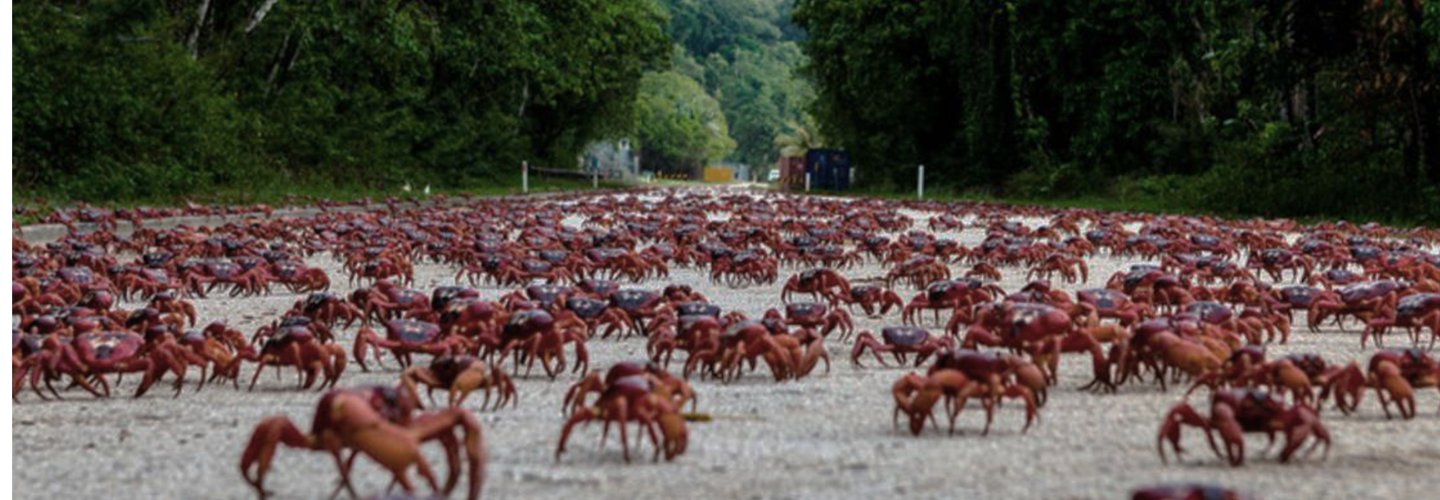Crabs emerge from the forest onto the road